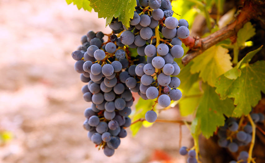 Die Wiederauferstehung der Garnacha