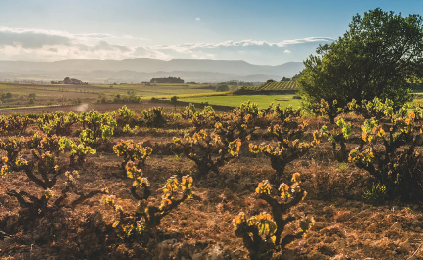 Corpinnat: die Perlen, die aus dem Herzen des Penedès stammen