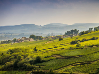 Was macht die Weine aus Burgund so begehrt?
