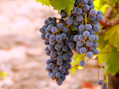 Die Wiederauferstehung der Garnacha
