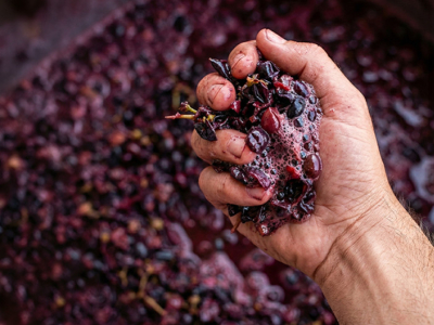 Native yeasts: the invisible DNA of wine